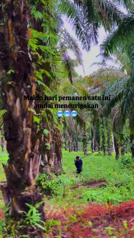 Udah kenak gambar kalian #langsirsawit #sawittiktok #fypシ゚ #IndomiTelor #pemanensawit @wan @yaudah Lo @Ibrahim92 