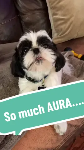 ARNOLD has SO MUCH #aura - like #infinite aura for days! #fyp 