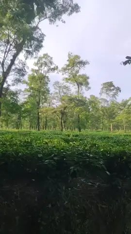 🥰 সময় থাকতে গুরতে জান 🥰 কারণ একসময় টাকা পয়সা থাকবে 🥰 কিন্তু গুরতে যাওয়ার সময় টা থাকবে না ❤️❤️🥰🤘🤘🤘