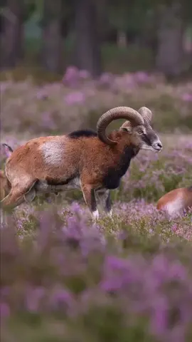 #القارئ_عمر_الهاشمي #القران_الكريم #راحه_نفسيه #ستمع_لقران_لكريم_ودع_قلبك_يخشع_فليمان♥️ #ارح_قلبك_المتعب_قليلاً🤍💫 