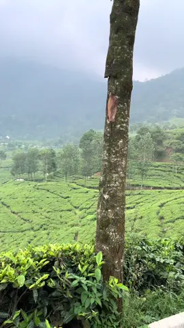#telagasaatpuncak #telagawarna #bogor 