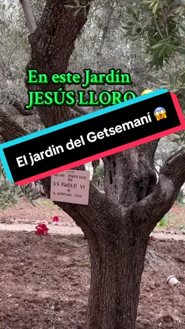 EL GETSEMANI EN JERUSALÉN ! 🌿 “El Jardín donde Jesús lloró… y venció” 😭😭😭#viralvideos #parati #travel #israel #touraisrael @Rocio Matute @Andrea Bisso @👑Rocío Matute2🐠👑 