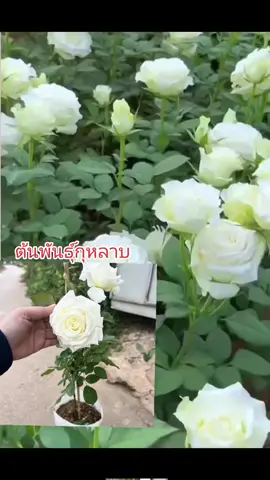 #กุหลาบพันธุ์สวยๆพร้อมปลูก#ไม้ดอกไม้ประดับ #ไม้มงคล #พันธุ์ไม้ทุกชนิด 