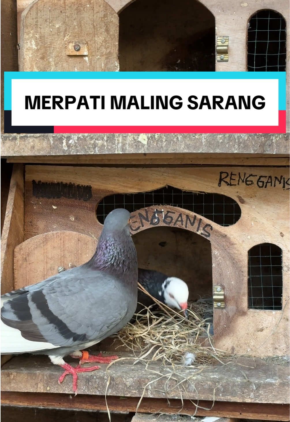 Udah pinter maling aja nih 😅 #merpatitinggianjogja #merpatigopher #merpatilovers #merpatikolong #merpatibalapindonesia   