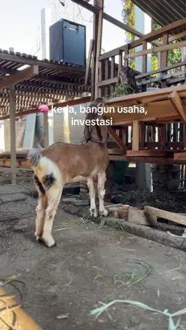 bismillah #peternakmuda #fyp 