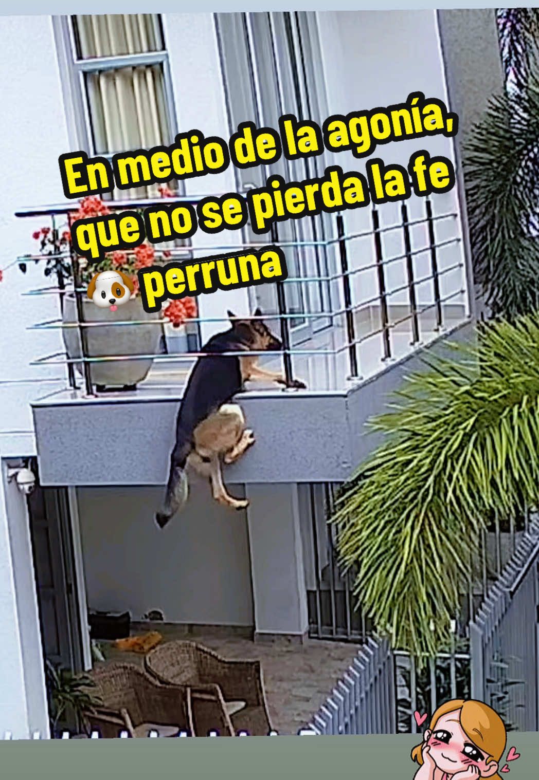 @milanviral Ameeee adoreeeee su calma, en medio de su agonía, su instinto de saber que me acercaba lo calmó y su colita lo dice todo. Tqm Milán el Pochy de una mamá perruna❤️. La enseñanza: Los riesgos de este tipo de rejas en niños y mascotas.