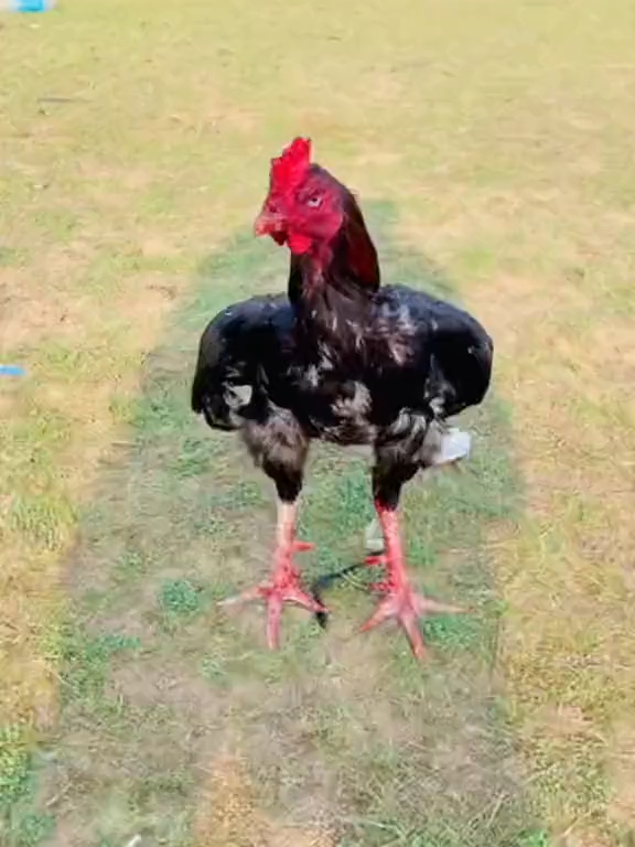 #animallover #aseellovers #animals #Birds #fypシ゚viral #Foryou #Viral #shok #murgalovers🔥❤️