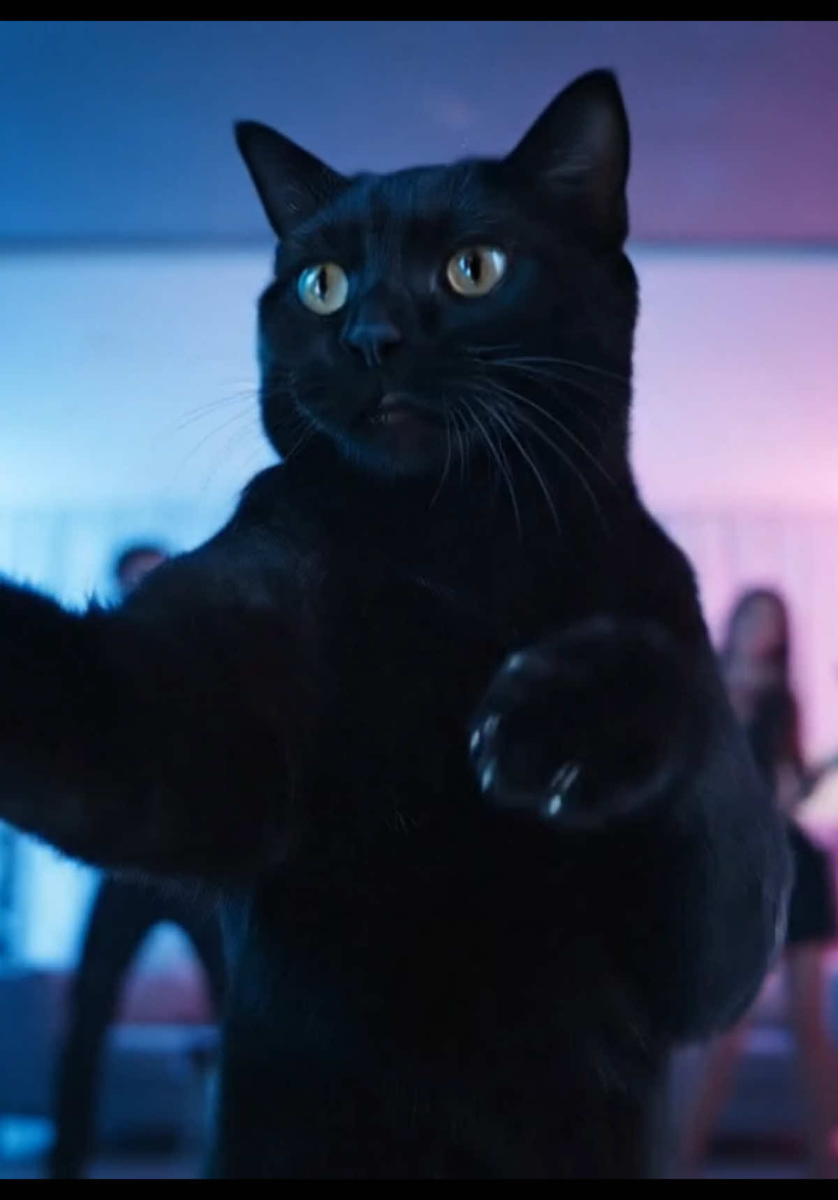 TURN UP TUESDAY 🕺🏼🐈‍⬛ #blackcatsoftiktok #catsoftiktok #BlackTikTok #cattok #tuesday 