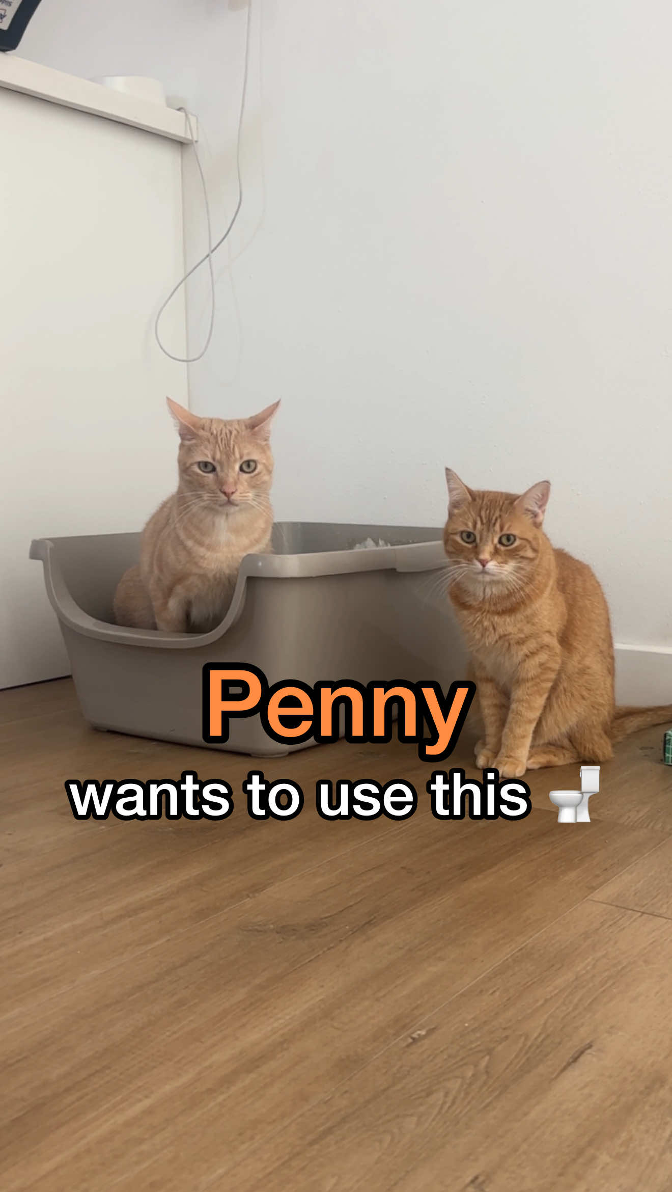 recently used litter boxes > freshly cleaned litter boxes
