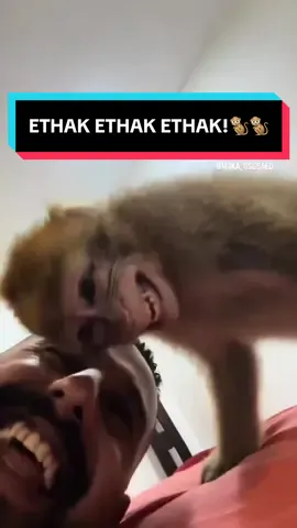 Ethak-Ethak-Ethak.🐒🐒 . @Rt Jimbrong  #guwendengguwendeng #guendengguendeng #kokonasrul #nasxrul 