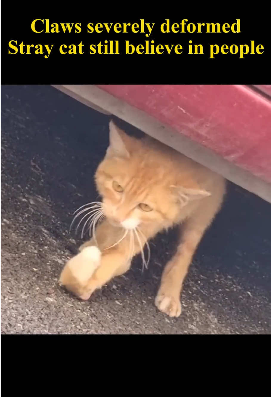 Even with severely deformed claws, this stray cat still trusts people! 🐱 #rescuecat #cat #animals 