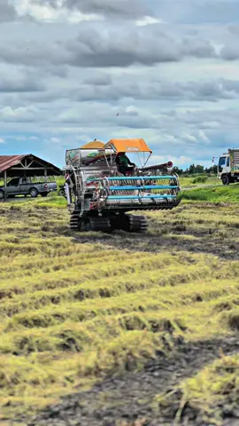 เต็มๆ🌾🌾#วัยรุ่นสุพรรณ #ผดุงอะไหล่รถเกี่ยวข้าว8 #รถเกี่ยวข้าวซิ่ง 