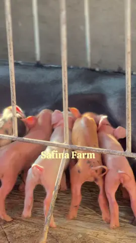 Bibit unggul dari Safina Farm ✨ #peternakmuda #peternakbabi #peternakmilenial #peternaksuksesindonesia 