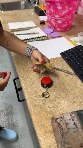 squeegee breaking the fourth wall #fyp #crestedgecko #lizard @sarita 