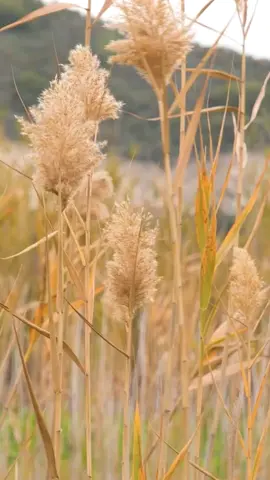 eco-friendly process of creating a coffee bag out of pampas grass!☕️ #plantbased #DIY #craft #bag #grass #fyp