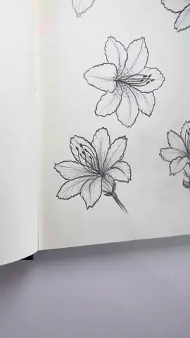 Easy Azalia drawing tutorial 💗 #azalia #drawingtutorial #easydrawing #howtodraw #flowerdrawing 