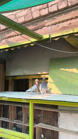 Best kittel pipa x Best kittel ll & Armando#stitch #greenscreen @Sky Loft @Achakzai loft Quetta 