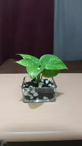 Simple Greens🥰💚 #indoorplantsdecor #indoorplants #plants 