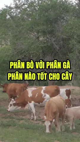 PHÂN BÒ VỚI PHÂN GÀ PHÂN NÀO TỐT CHO CÂY #mít #sầuriêng #viraltiktok #nôngnghiệp #lúa 