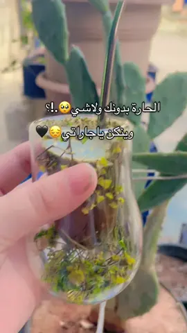 #وينك_ياجودي #شتقت_لاجاراتي #صديقتي #شو_حاطين_سيره_ذاتيه_علوتس🖤🦋 #تصويري_احترافي_الاجواء👌🏻🕊😴 