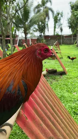 SBR Lines🫶 #sabungero #sabongerotiktok🐓🐓🐓😘 #sbr 