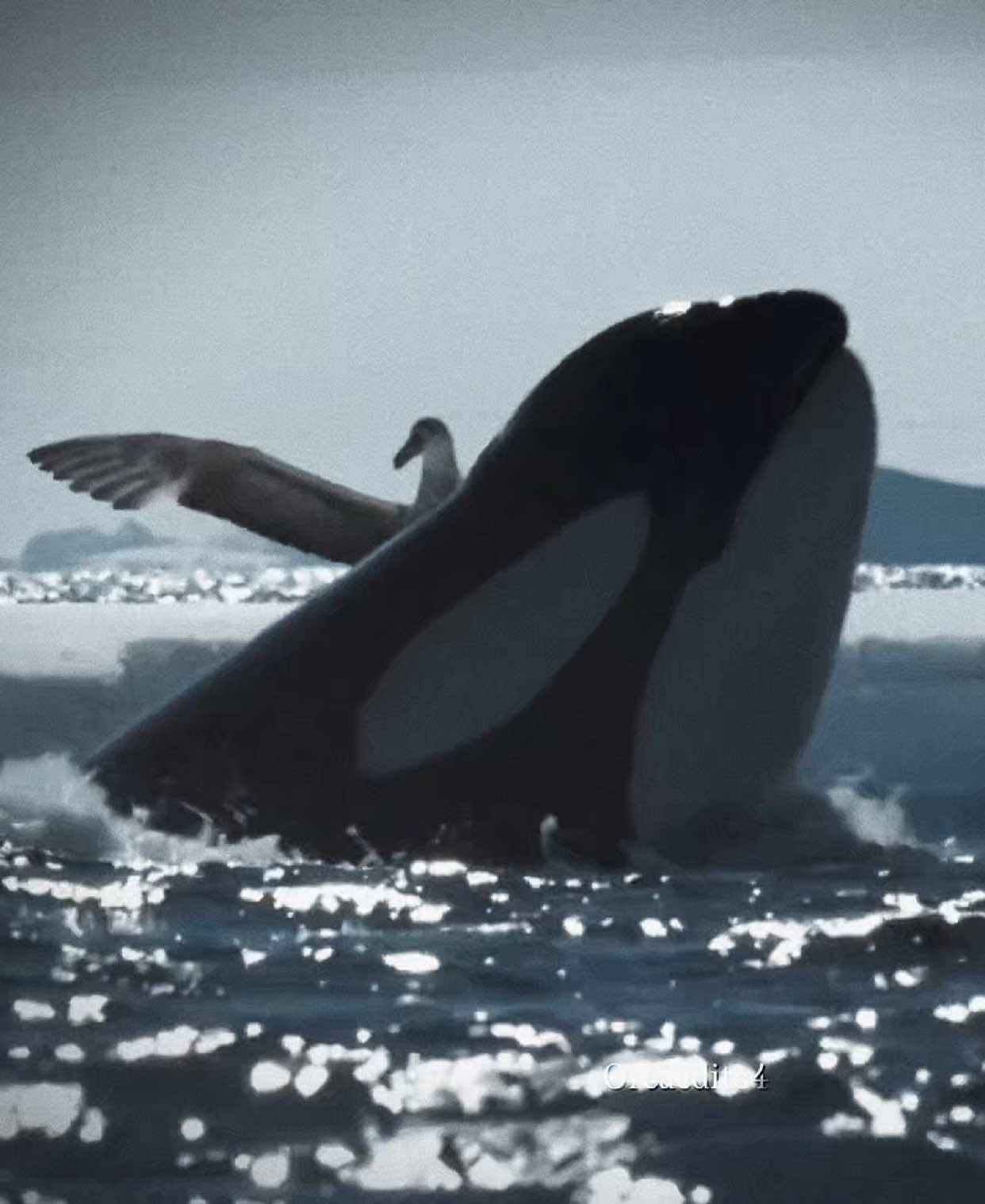 Professional hunters . . Footage: PBS Nature . #fyp #orca #killerwhale #edit #orcatok 