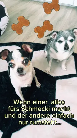 Wenn einer arbeitet und der andere einfach nur rumsteht… Baily vs. Badi 🐶🍪 #SnackDrama #dogfriends #chihuahua #dogsoftiktok 