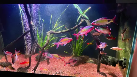 Đánh rêu lên vệ sinh rất mệt nhưng đổi lại màu cá lên rất đẹp, tiếp tục với những đam mê #xuhuong #hongmybongdem #dawkinsiaexclam #xuhuong2025 