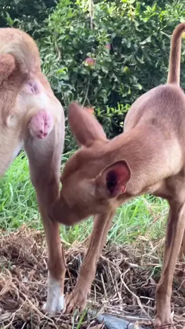 #animalmeeting #1millionviews #viralvideo #unfreezaccoint 