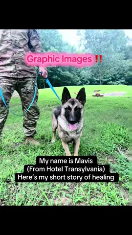 What a journey she has been.. My oldest daughter named her Mavis because she said she looks like a bat. So Mavis it was. But little did I know, our stray dog was very very sick. “Loaded with hookworms” and upset I spent $1,600 for an ER visit where they told me she had gastrointestinal problems, just to find out that was not the truth.. she just had worms REALLY bad. We got her treated by her new primary veterinarian who sent out another fecal exam and told us the news. Mavis is now HEALTHY, running around, learning new tricks, and loving our family. She is the perfect dog for our family and very gentle with our girls.. we are so lucky to have found her.. no matter all of the tears I shed trying to figure out why she throwing up and pooping these stools.. I can share more on her but for now these videos are just a snippet of the last month.  My daughters were petrified of dogs before they met her.. I was determined to save her life.  #germanshepherd #belgiummalinois #saveddog #mavis #contentcreator 