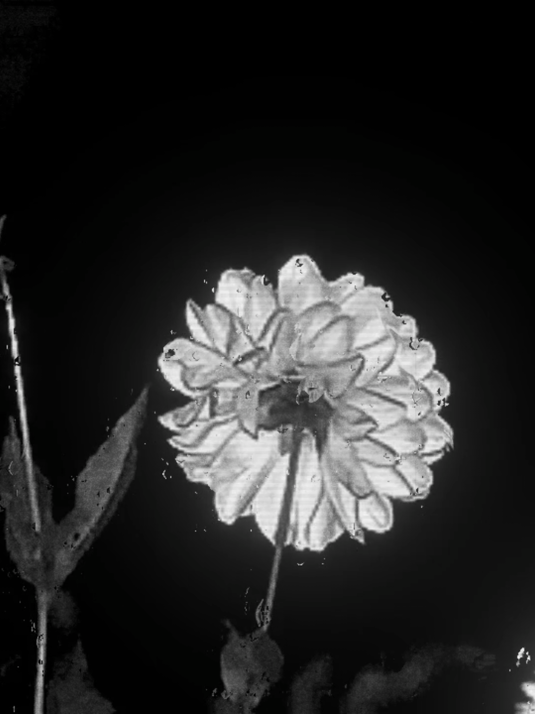Ultraviolence. . // #fy #lanadelrey #ultraviolence #music #lyricsvideo 