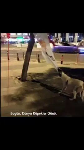 Köpekler günü herkesin kutlu olsun