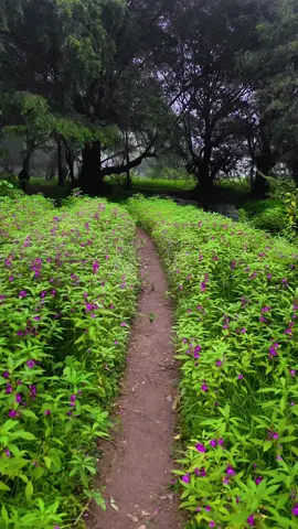 #صلاله  #salalah 