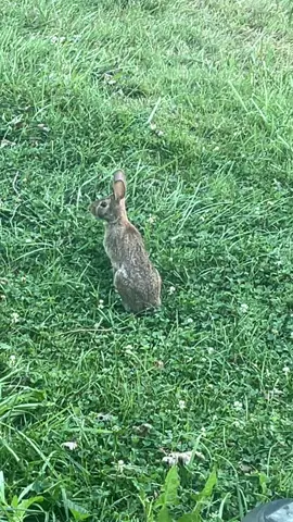 #bunny #bunnytok #bunnyrabbit #rabbitsoftiktok #rabbit 