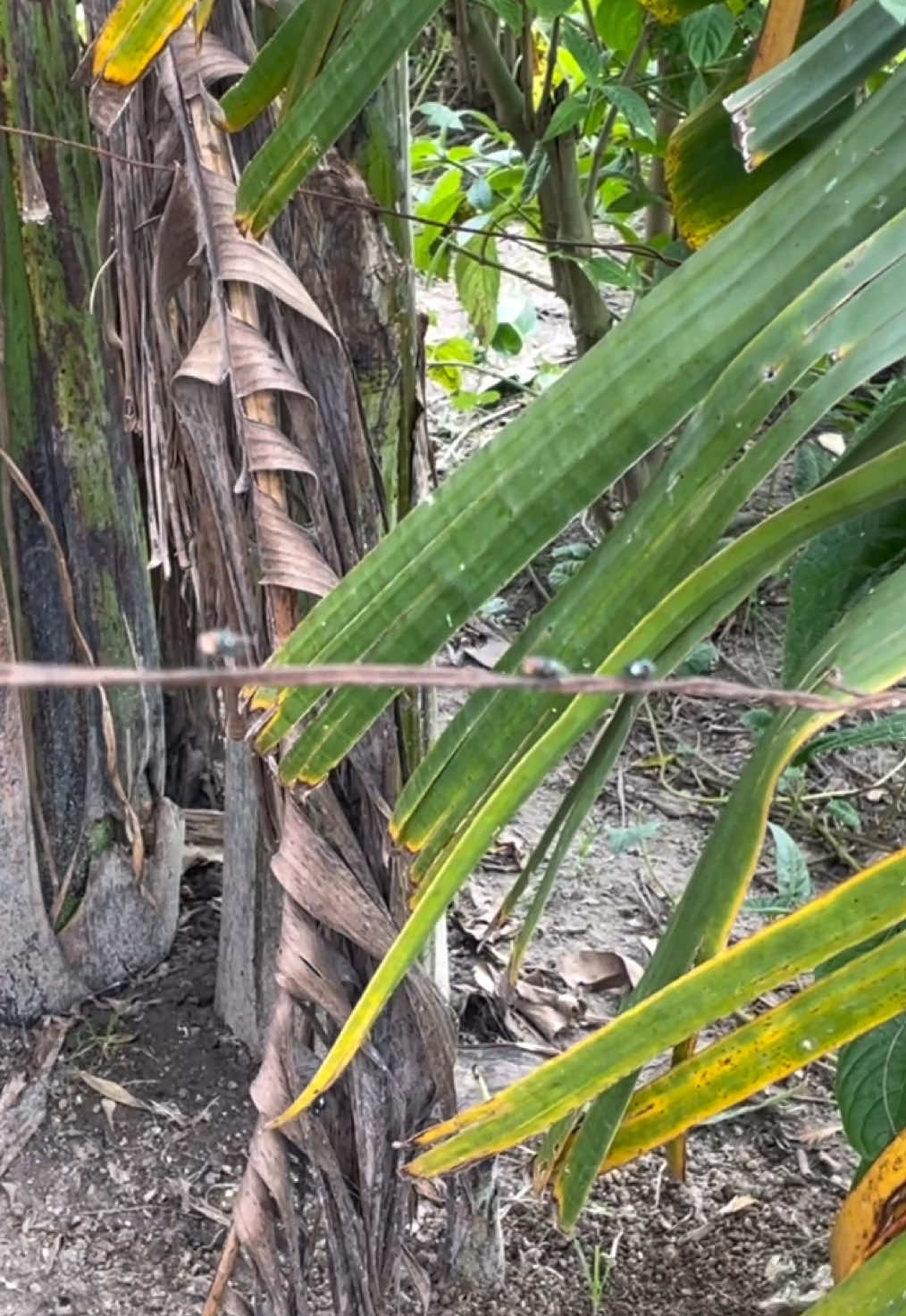 Goodbye langaw #fliesrepellent #flyspray #flykiller #flies #flyrepellent 