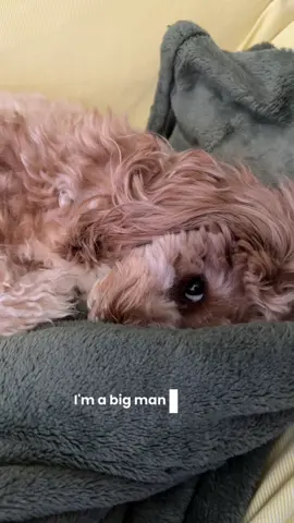 Big Cal not the little one! #cavapoo #dogmoms #cavapoosoftiktok #dogsoftiktok 