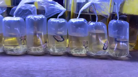 ALL SOLD OUT😇🫡 #cupang #fyp #fypシ゚ #bettafish #bluerim 