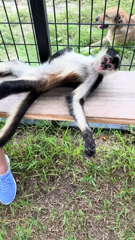 Lol Bella #LoxandOllie #Landostrong #primates #spidermonkeys 