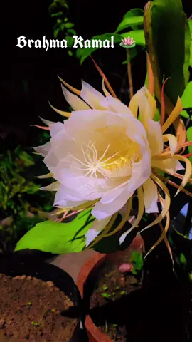 In Hinduism, the Brahma Kamal is a symbol of creation and purity. Watching it bloom is a truly spiritual experience #BrahmaKamal #NightBloomers #RareFlowers #NatureLover #Blooming  