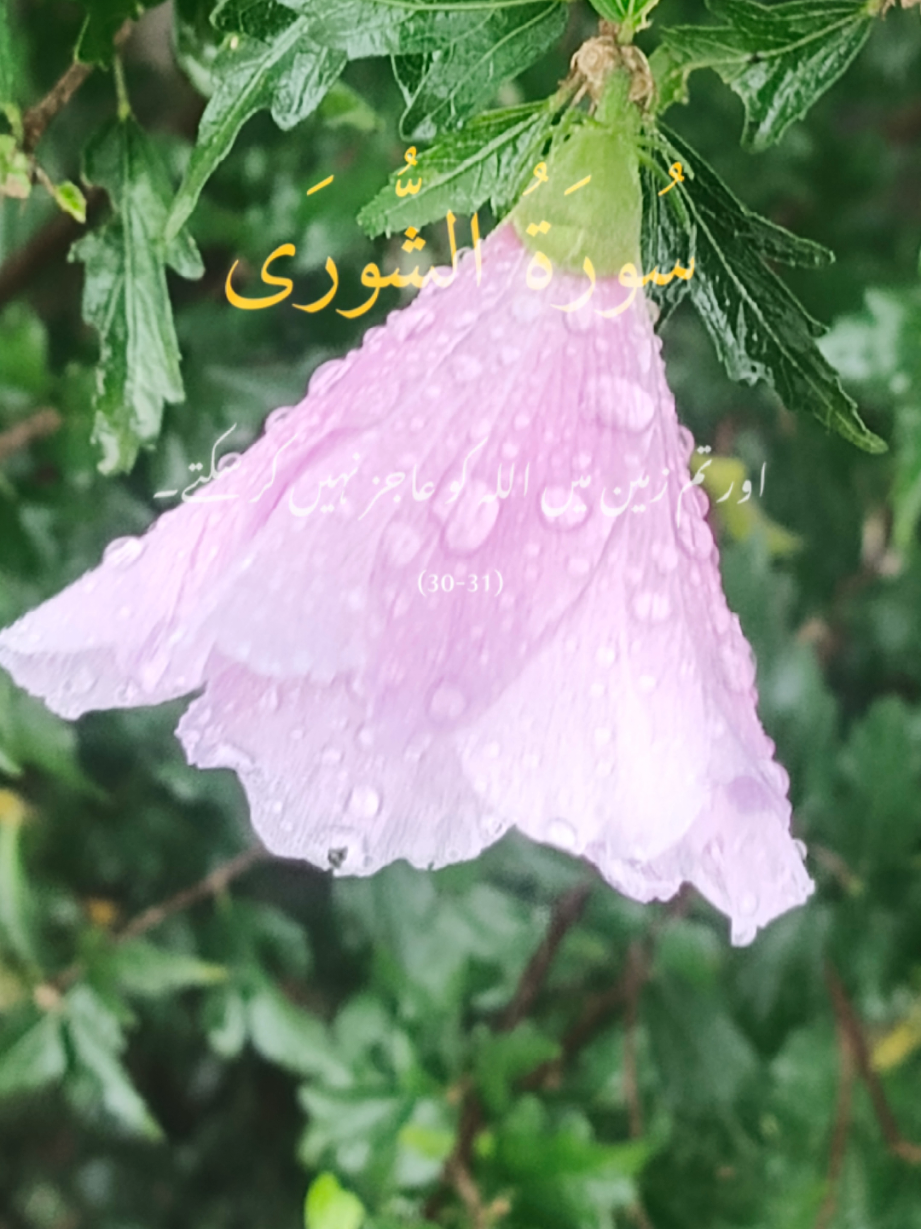 Holy Quran with Urdu Translation #creatorsearchinsights #IslamicNature #QuranPak #QuranPak #Surah Holy Quran with Urdu Translation 