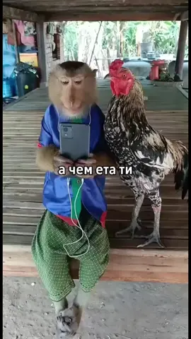 #брадки #манки #monkey #бибизяны #обезьяны 