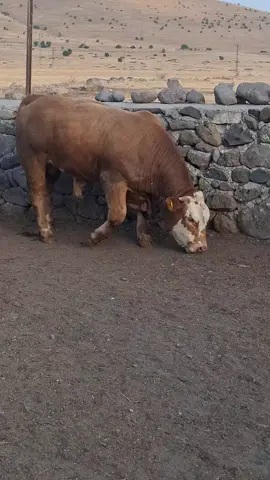 baruttur ağam😄 #öneçıkar #flypシ #keşfetteyizzz #buzağı #şarole 