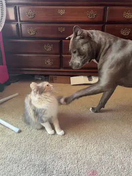 She’s crazyyy, I wouldn’t even fight that cat 🤦🏻‍♀️🤣#zyxcba #fyp #pitbull #kitty 