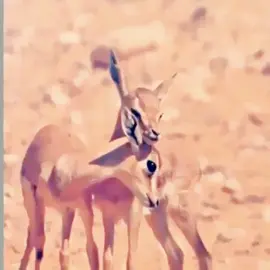 ❣️❣️ #الشعب_الصيني_ماله_حل😂😂 #fyp #4u #explore #fyppppppppppppppppppppppp 