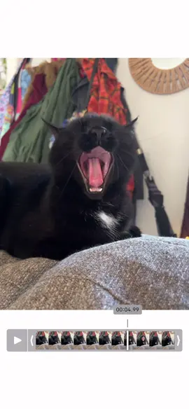 Caught Laszlo rockin’ out🤘🏻🦇 #fyp #ozzyosbourne #rocknroll #blackcat 