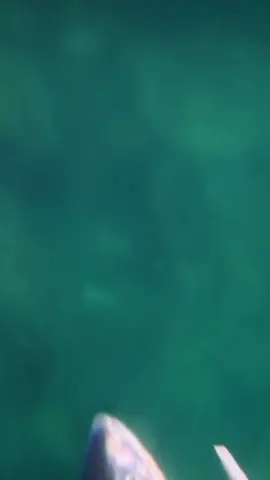 Shooting my first coho salmon 