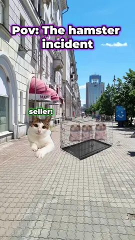 #catmeme #meme 