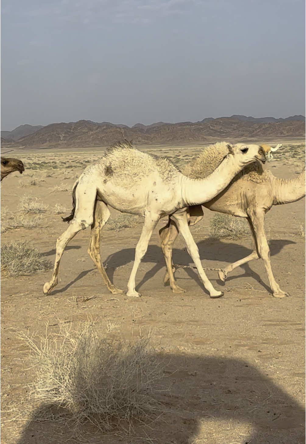 #وحيدات #الغبيوي #الروقي #العتيبي #عتيبه_الهيلا #الذود #البل #عفيف #الدوادمي #الرياض #ترند_تيك_توك #اكسبلور #ترند_جديد #شاص #حايل #لكزس #ترند #اكسبلورexplore #trend #fyp 