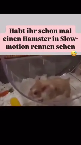 🐹🎥 