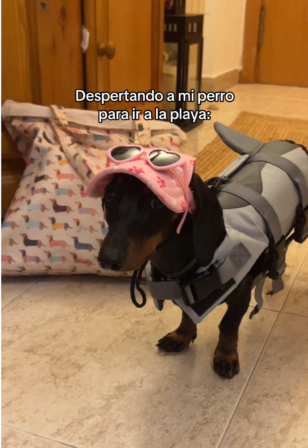 🕶️⛱️#dogoftiktok #dachshund #teckel 